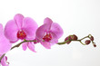 Orchid Phalaenopsis