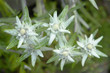 Foto: stelle alpine stelle alpine