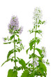 Flowering Catnip Plant, Nepeta cataria Flowering Catnip Plant, Nepeta cataria