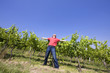 Der Weinbauer mit seinen Weinstöcken Der Weinbauer mit seinen Weinstöcken