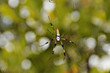 .GOLDEN SILK ORBWEAVER