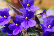 Close up of small purple Violets.