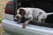 petti griffon korthals descendant du coffre d'une voiture