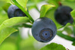 BERRY - forest fruit macro