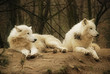 White wolfs
