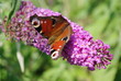 Schmetterling