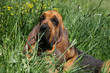 bloodhound couché dans l'herbe haute de face - repos