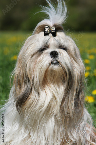 Photo: portrait de face d'un shih tzu - toiletté queue noeud palmier portrait de face d'un shih tzu - toiletté queue noeud palmier