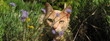 Chat à la Mi-Août, Limoges , Massif Central Chat à la Mi-Août, Limoges , Massif Central