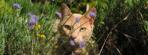 Chat à la Mi-Août, Limoges , Massif Central