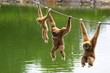 Gibbon monkey family hanging on rope Gibbon monkey family hanging on rope