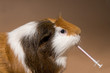 Meerschweinchen kaut auf Spritze