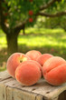 Foto: orchard peaches orchard peaches