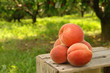 Foto: orchard peaches orchard peaches