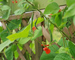 Close-up of runner beans growing