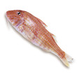 Goatfish, elevated view