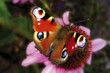 Photo: Butterfly, peacock butterfly, Inachis io, close-up Butterfly, peacock butterfly, Inachis io, close-up