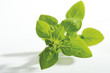 Marjoram, Origanum vulgare Aureum