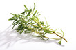 Savory, Satureja hortensis