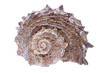 Sea shell, Dolphin shell (Angaria delphinus), close-up