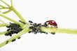 Photo: Ladybug eating aphids, close-up Ladybug eating aphids, close-up