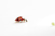Photo: Ladybug, close-up Ladybug, close-up