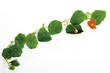 Leaves of nasturtium (Tropaeolum majus)