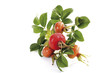 Rose hips (Rosa canina), close-up