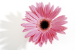 Pink Gerbera, close-up