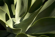 Spain, Lanzarote, plant, close-up
