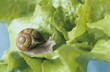 Snail on green salad
