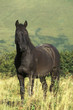 Mustangs in Alaska, eguus cahallus