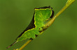 Puss Moth, Cerura Vinula