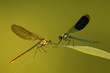 Two dragonflies on leaf, calopteryx splendens