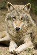 Wolf, Canis lupus