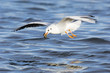 Black-headed gull, close-up