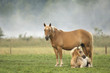 Haflinger horse and foal standing in pasture