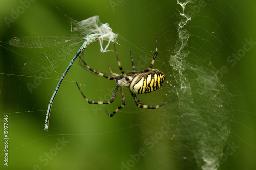 Photo: Trapped dragonfly spider\\\'s web, wasp spider (agiope bruennichi) close-up Trapped dragonfly spider\\\'s web, wasp spider (agiope bruennichi) close-up