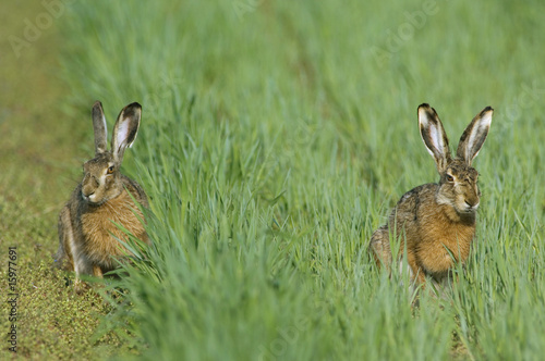 Photo: Hares in field Hares in field