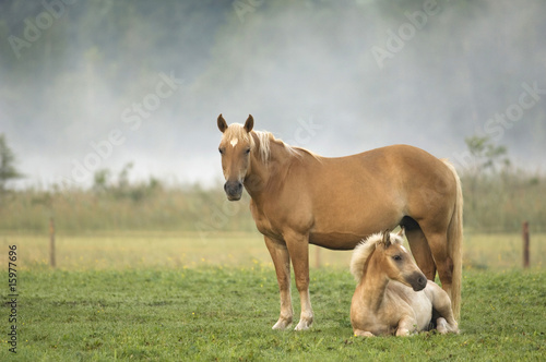 Photo: Haflinger horse and foal standing in pasture Haflinger horse and foal standing in pasture