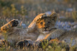 Africa, Botswana, Two lion cubs (Panthera leo)