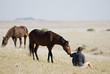 Africa, Namibia, Aus, Tourist and wild horses