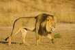 Africa, Namibia, Lion (Panthera leo) in grass