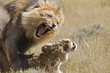 Africa, Namibia, Lion and lioness (Panthera leo) mating, close-up