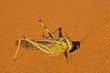 Photo: Africa, Namibia, Namib Dessert, Grasshopper, close-up Africa, Namibia, Namib Dessert, Grasshopper, close-up