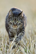Cat walking across field, close-up