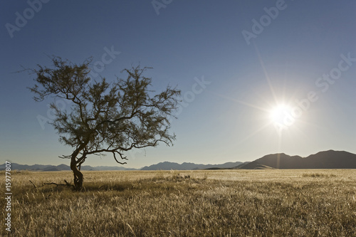 Photo: Africa, Namibia, Grass land Africa, Namibia, Grass land