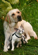 Cat and labrador retriever. Cat and labrador retriever.