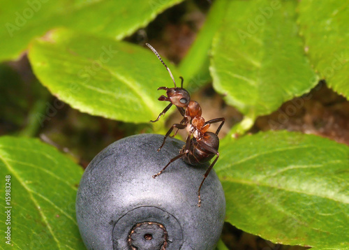 Photo: blueberry singer blueberry singer