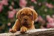 chiot dogue de bordeaux debout de face.tristesse et fatigue chiot dogue de bordeaux debout de face.tristesse et fatigue